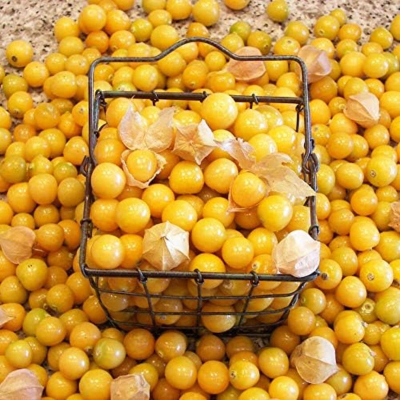 500Pcs Suitable for novice planting Groundcherry Seeds blend harmoniously with mixed garden plantings and casual ornamental groupings