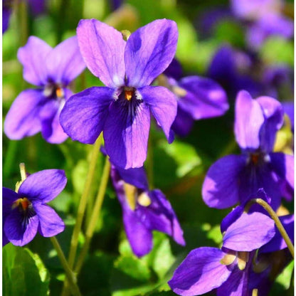 500pcs Easy Raising Violet Seeds perfect for layered shaded garden and walkway side decorative styling