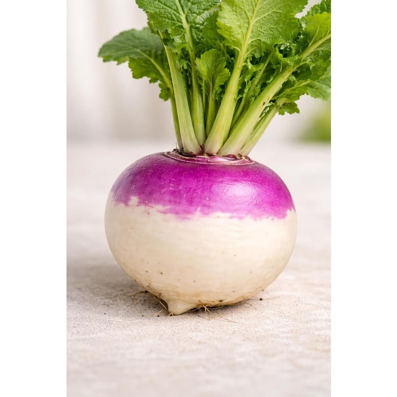 200 Purple Top White Globe Turnip Seeds – Round White Roots with Purple Crown, Everyday Kitchen Use, In-Ground, Raised Bed & Container Gardens