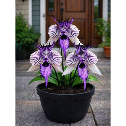 100pcs Perennial Orchid Flower Seeds Non GMO Heirloom Garden Planting Seed Collection
