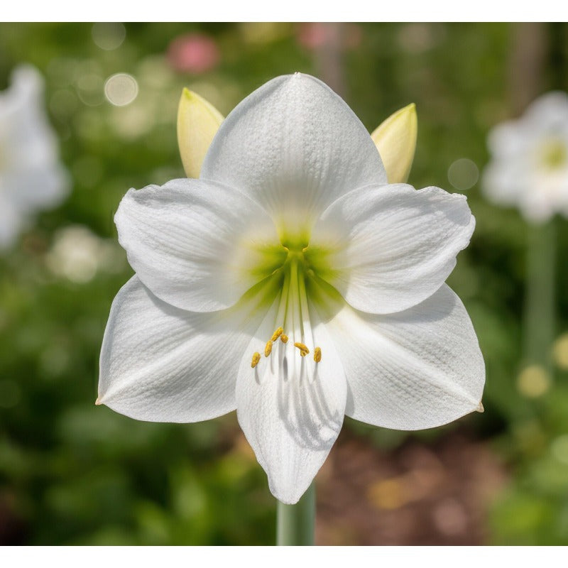 88pcs Premium Double Dream Amaryllis seeds  Soft Pink Double Blooms with Delicate Veining | Indoor Holiday Flowering seeds | Easy to Grow Gift Plant