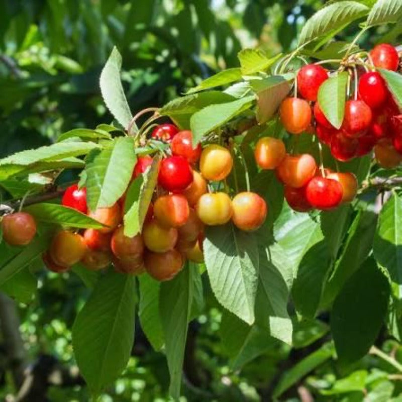 30pcs Low Water Requirements Cherry Tree  seeds For Gardeners planting
