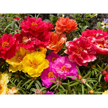 850Pcs Moss Rose Seeds simple to grow in containers, raised beds and rockery scenery