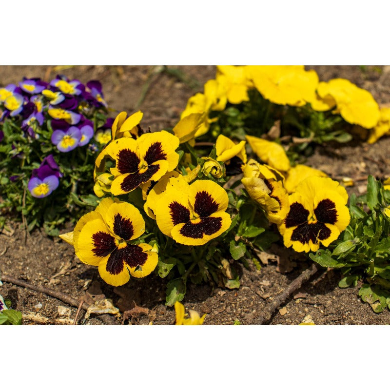 110pcs Pansy Seeds Simple To Plant With Cold Tolerant Traits For Outdoor Growing