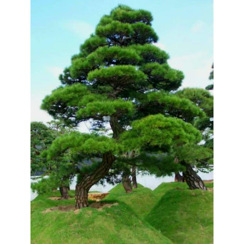 89Pcs Pine Tree Seeds for Planting, Thunberg Pine Evergreen Bonsai Seeds, Ornamental Hardy Conifer Tree Seed for Zen Garden Backyard Home Landscaping