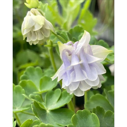 200pcs Double Purple Columbine Seeds  Shade Loving Perennial, Cottage Garden Flowers