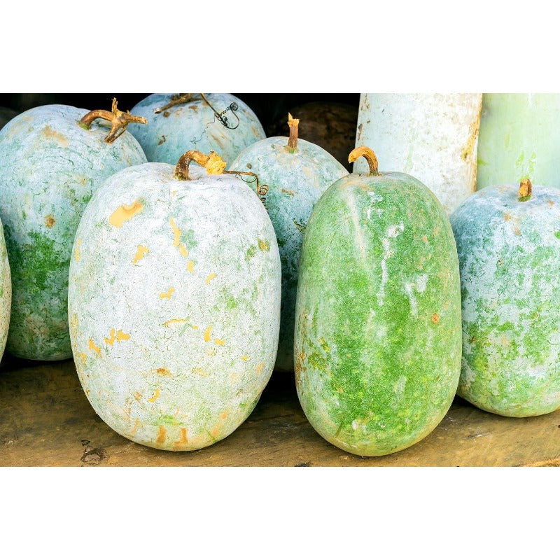 30pcs Novice Approved Winter Melon Seeds for planting in residential home garden areas and private spacious planting plots