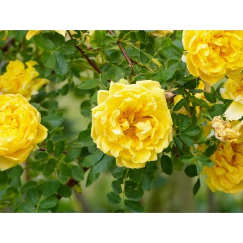 150pcs Yellow Climbing Rose Seeds Vine Seed Non-GMO Heirloom Perennial Flowers for Garden Plant