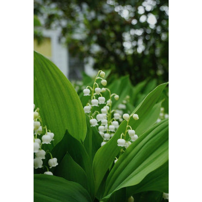 150Pcs Lily of The Valley Seeds Perfect for beginner sowing adapt well to container cultivation and shaded garden ground placement