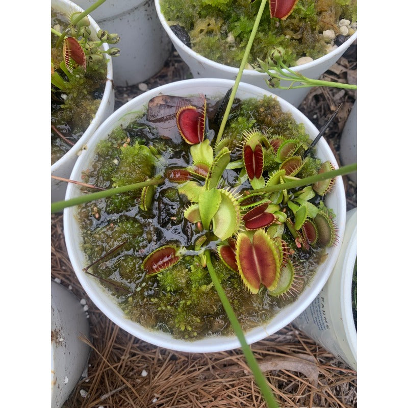 300pcs Great For Steady Trap Formation Over Time Venus-Fly-Trap Seeds Easy To Grow Develops Functional Trapping Leaves