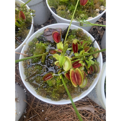 300pcs Great For Steady Trap Formation Over Time Venus-Fly-Trap Seeds Easy To Grow Develops Functional Trapping Leaves