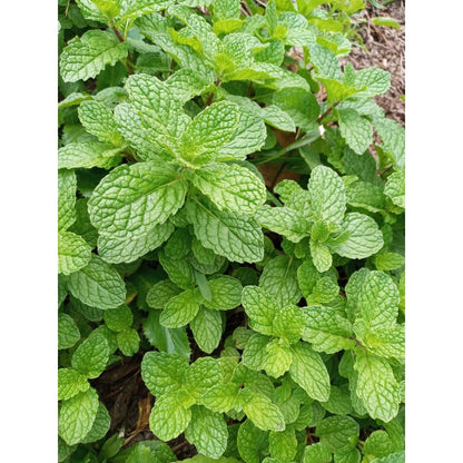 500pcs Mint Seeds Friendly for new gardeners grow into full sprawling foliage clumps with steady seasonal renewal features