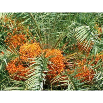 8Pcs Palm Tree Seeds Easy To Maintain With Slow Steady Growth That Requires Little Pruning Or Trimming