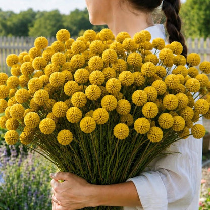 10pcs Craspedia Billy Buttons Seeds Yellow Globe Flower for Cut Garden