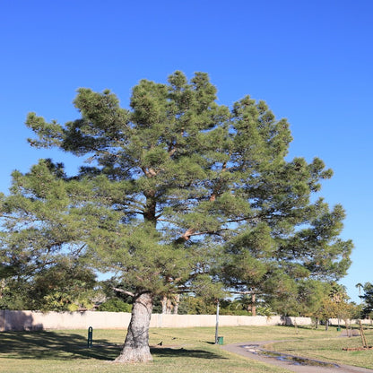 100Pcs Pine Seeds Easy to Establish great for novice landmark styling, yard boundary formation and permanent landscape design