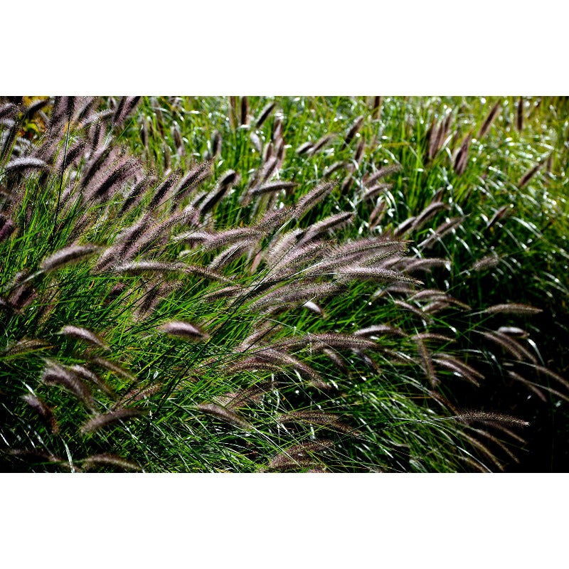 100pcs Ideal For Soft Landscape Accents Fountain Grass Easy To Grow In Outdoor Spaces