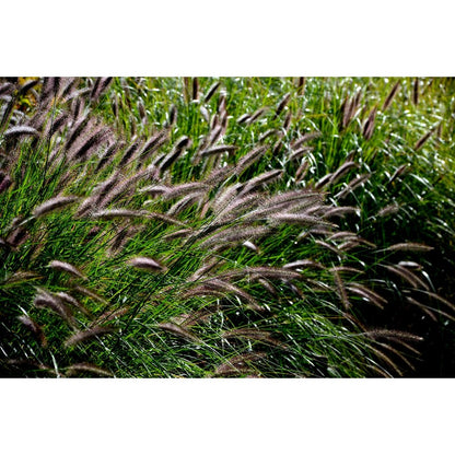 100pcs Ideal For Soft Landscape Accents Fountain Grass Easy To Grow In Outdoor Spaces