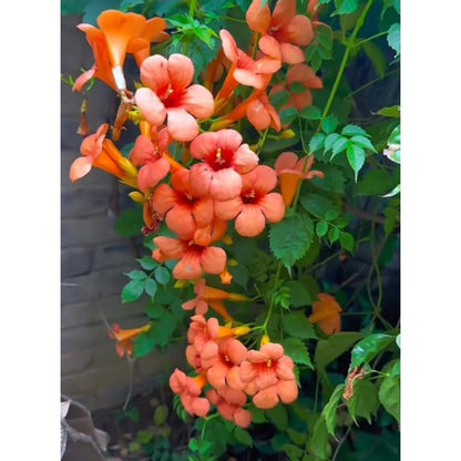 88Pcs Perfect For Small Space Vertical Gardening Trumpet Vine Seeds Easy To Grow Fits Compact Yard And Patio Zones