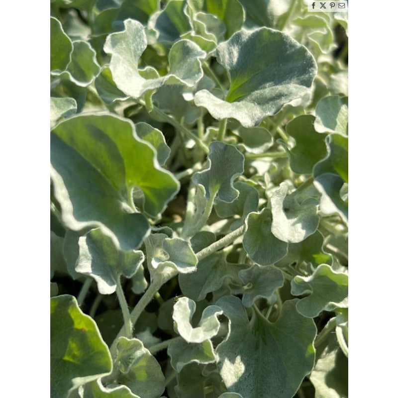 300pcs Dichondra Repens Seeds Evergreen Lawn Alternative For Outdoor Garden