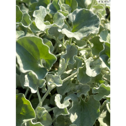 300pcs Dichondra Repens Seeds Evergreen Lawn Alternative For Outdoor Garden