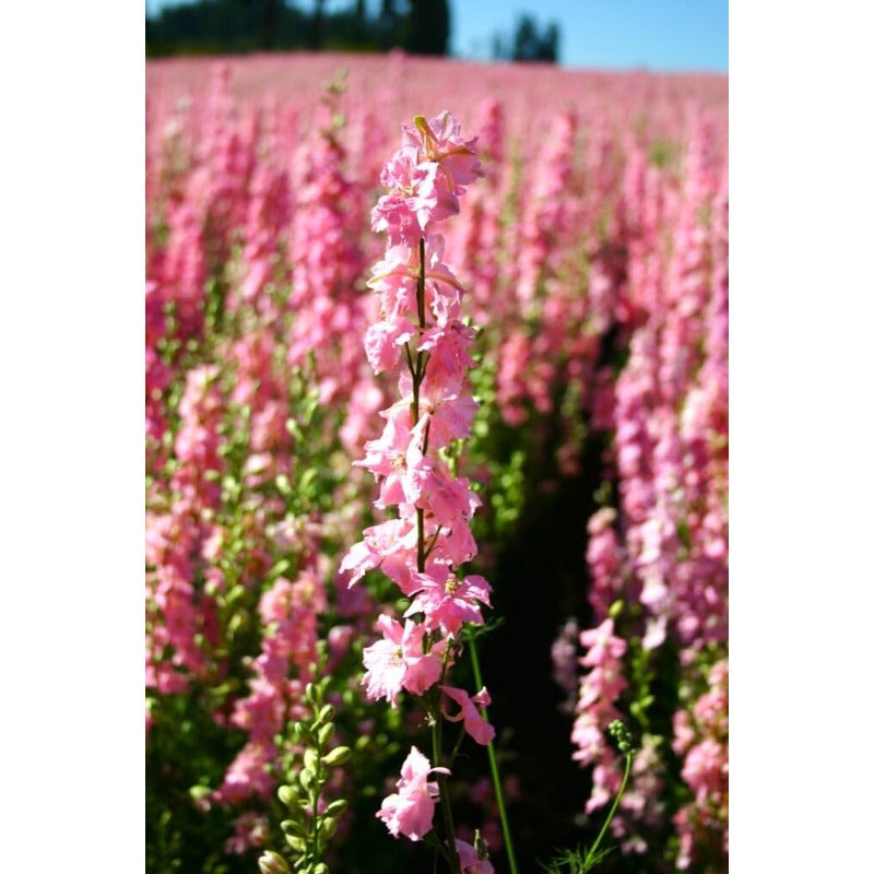 Pink Queen Larkspur Delphinium Friendly for new gardeners grow into full tall spire clumps with prolonged seasonal blooming features