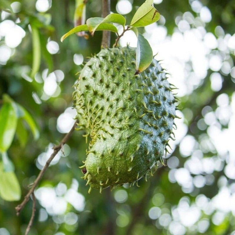 10pcs Great For Quick Vegetation Establishment Soursop Pawpaw Seeds Simple To Raise Ideal For New Home Landscape Projects