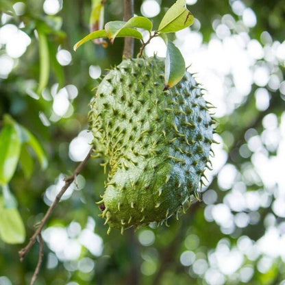 10pcs Great For Quick Vegetation Establishment Soursop Pawpaw Seeds Simple To Raise Ideal For New Home Landscape Projects