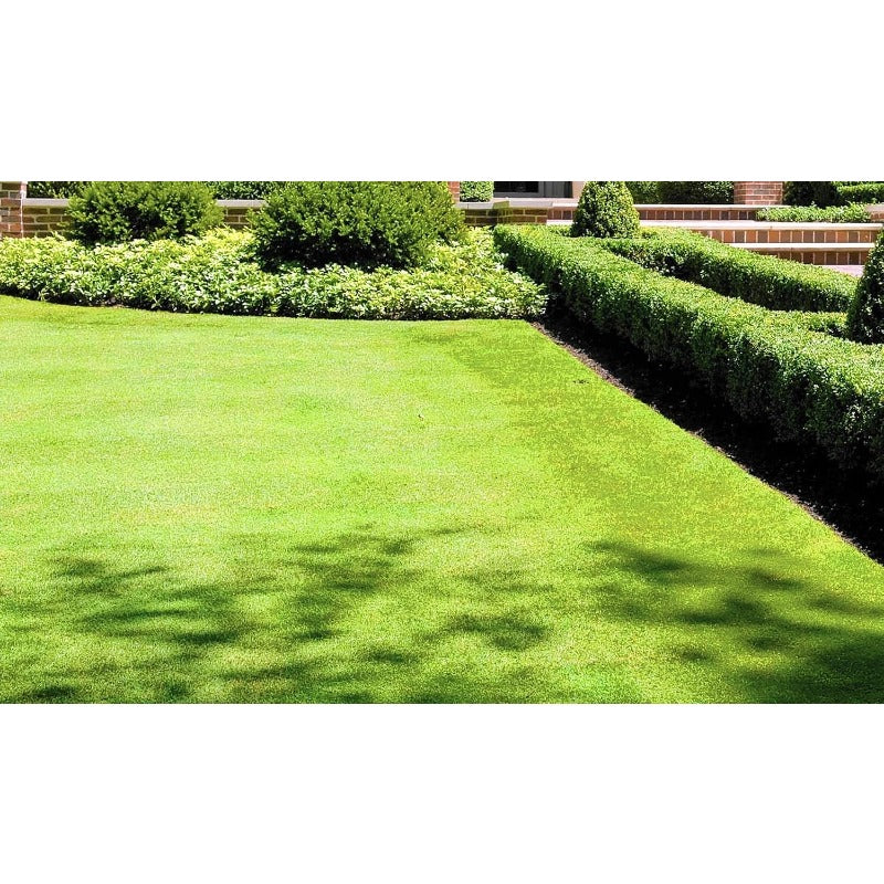 500Pcs Beginner Friendly Grass Seeds withstand mild wind and temperature fluctuations in open residential environments