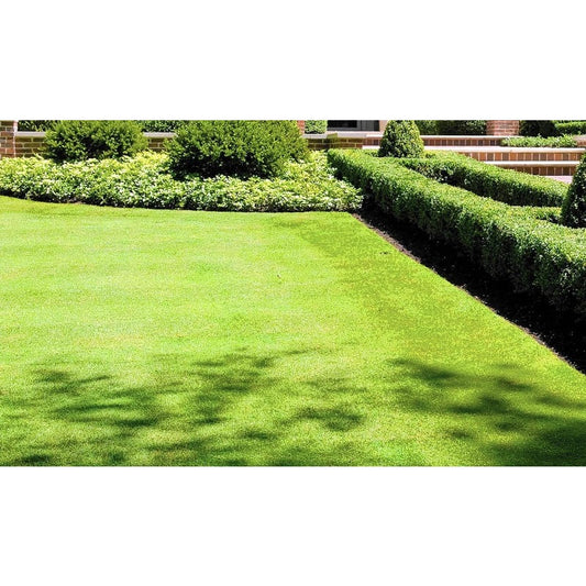 500Pcs Beginner Friendly Grass Seeds withstand mild wind and temperature fluctuations in open residential environments