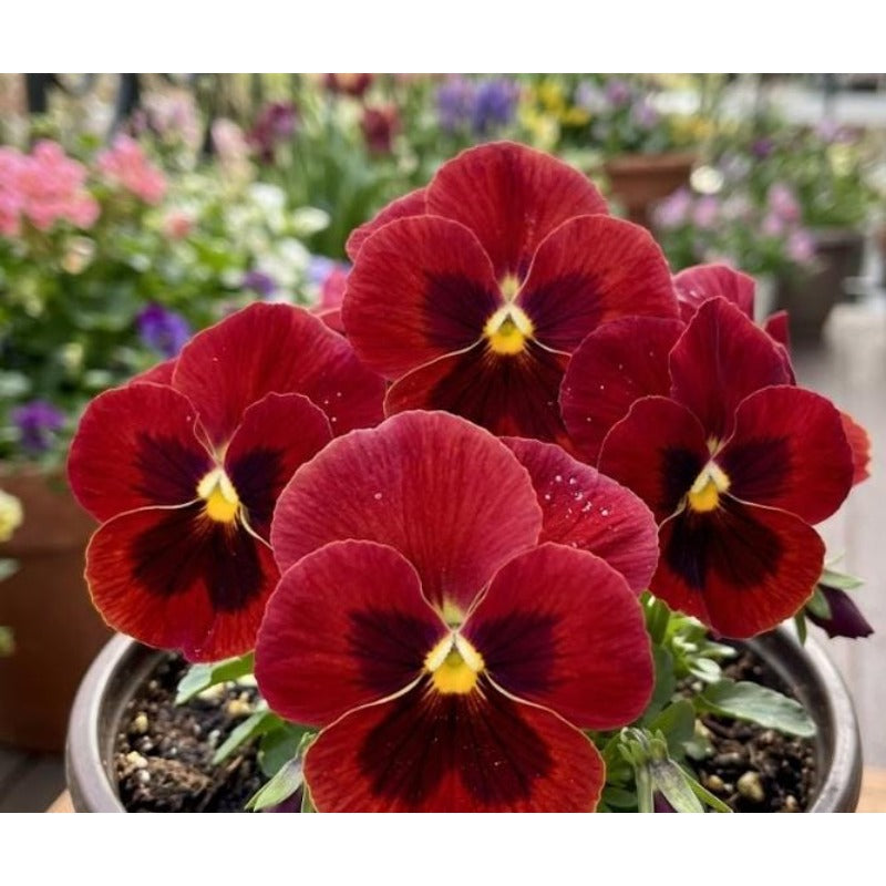 110pcs Pansy Seeds Easy To Grow For Cool Season Garden Planting