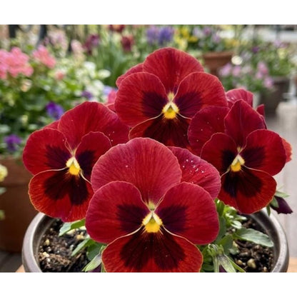 110pcs Pansy Seeds Easy To Grow For Cool Season Garden Planting