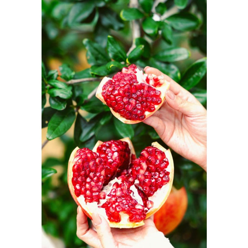 148Pcs Pomegranate Seeds build neat rounded ornamental silhouettes in private residential courtyard spaces