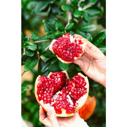 148Pcs Pomegranate Seeds build neat rounded ornamental silhouettes in private residential courtyard spaces
