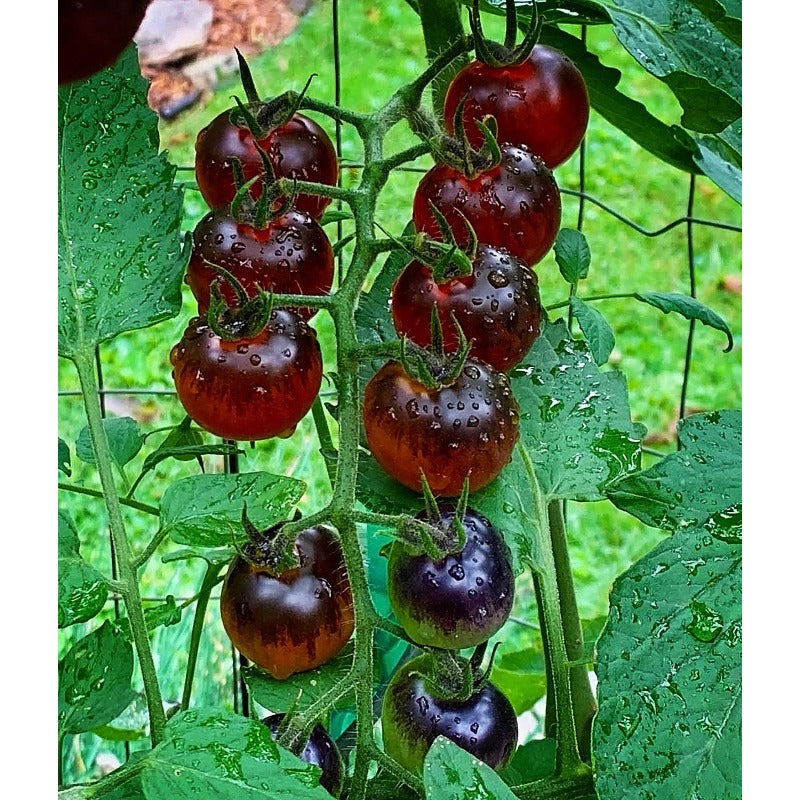 198Pcs Tomato Seeds Grow Rapidly And Cover Supports Quickly For Fast Landscape Green Coverage
