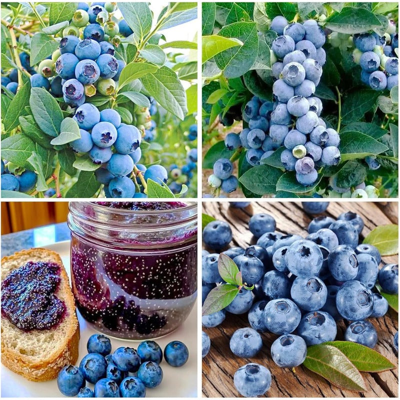 500Pcs Blueberry Seeds for Planting - High Yield, Patio & Container Friendly, Cold Hardy