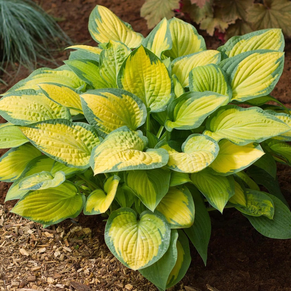 100 Rare Mixed Color Hosta Flower Seed for Planting Outdoors Garden