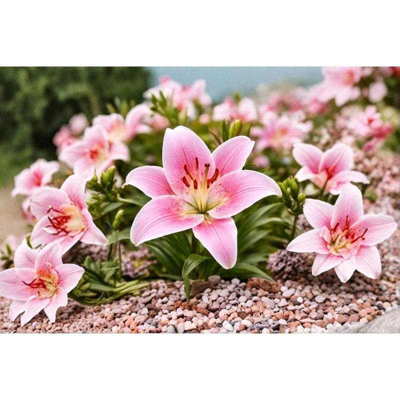 99Pcs Lily Seeds Attractive To Wildlife Adds Life And Movement To Your Garden