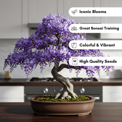 Weeping Wisteria Seeds 10 Pcs Purple Blooms | Flowering Bonsai Tree seeds