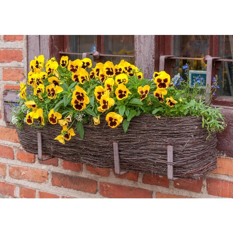 110pcs Pansy Seeds Simple To Plant With Cold Tolerant Traits For Outdoor Growing