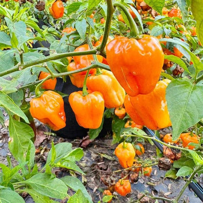 200pcs Pepper Seeds Simple to Grow add full bushy texture to plain garden beds and patio container spaces