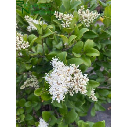 50Pcs Ornamental Ligustrum Seeds Low Maintenance Delicate Leaves with Ligustrum Seeds for Wall Covering