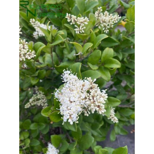 50Pcs Ornamental Ligustrum Seeds Low Maintenance Delicate Leaves with Ligustrum Seeds for Wall Covering