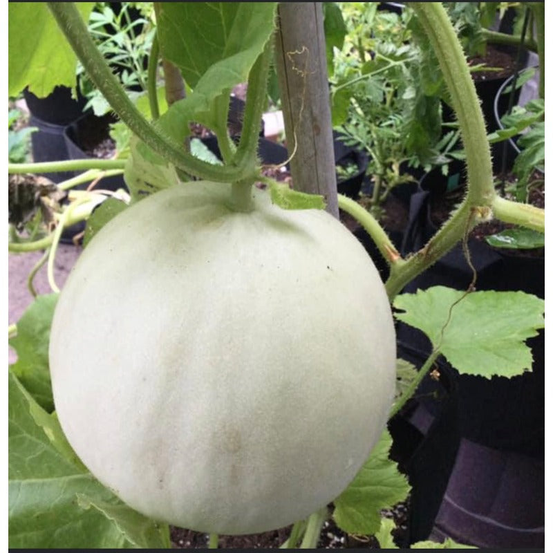 40Pcs Honeydew Melon Seeds Perfect for beginner sowing adapt well to open ground placement and garden bed cultivation