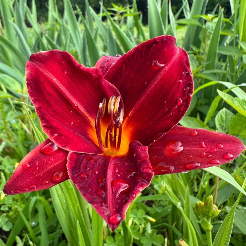100pcs Suitable for beginner planting Hundred Tail Flower Seeds flourish in ordinary well-drained soil suited for yard and garden flower cultivation