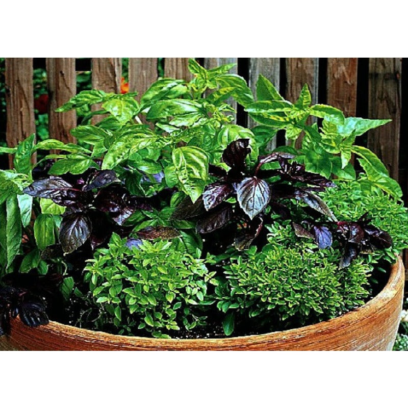 500pcs Basil Seeds Simple to Grow add elegant natural ornamental charm to patio grounds and garden landscape spaces