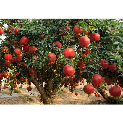 150Pcs Pomegranate Seeds adaptable to warm temperate zones and sunny residential outdoor planting environments