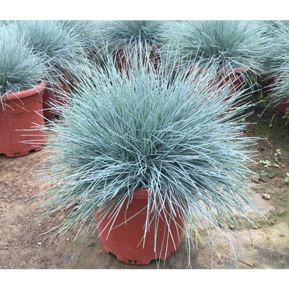 500Pcs Blue Fescue Seeds Hardy Ornamental