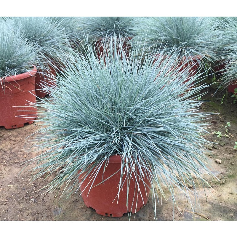 500Pcs Blue Fescue Seeds Hardy Ornamental