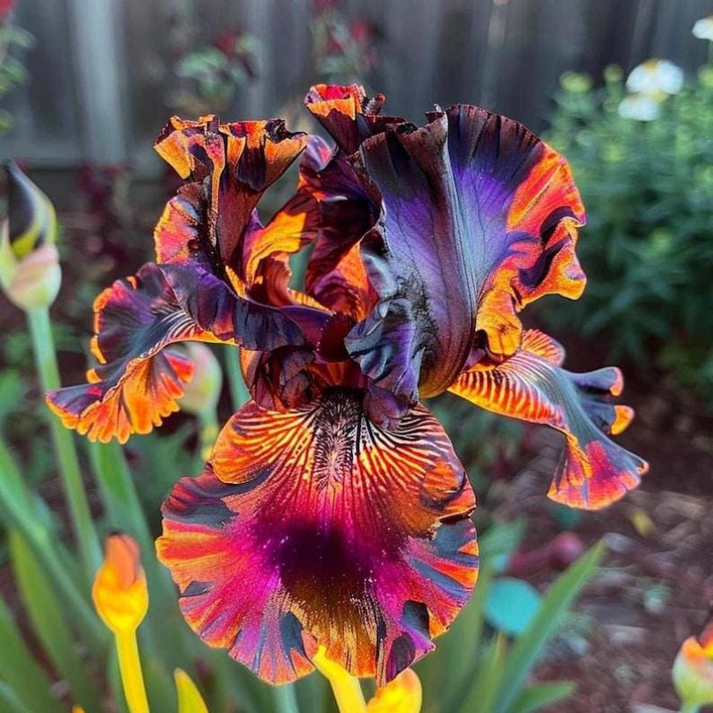 80Pcs Iris Seeds form compact upright foliage mounds with unique bloom formation for yard embellishment