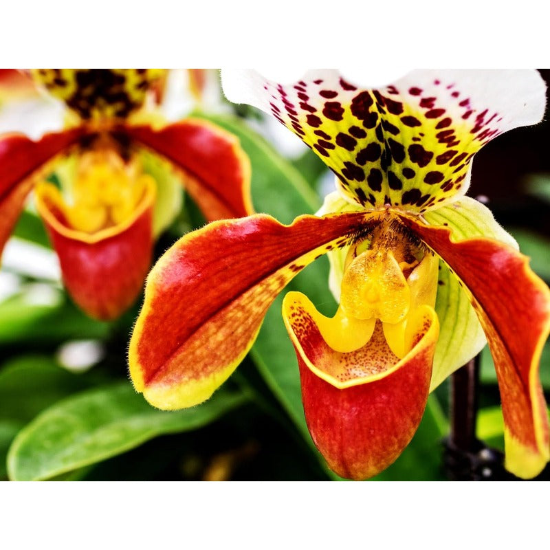 100pcs Monkey Face Orchid Seeds - Exotic Perennial Flower Seeds for Home Garden, Indoor and Outdoor Planting Unique Flowering Plants